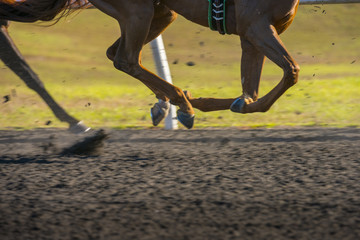 Horse Race colorful bright sunlit slow shutter speed motion effect fast moving thoroughbreds