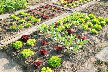 Fresh young green lettuce plants and kohlrabi on a sunny vegetable garden patch - obrazy, fototapety, plakaty