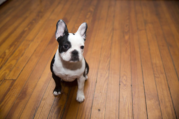 French Bulldog Puppy Sitting Patiently