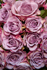 purple roses