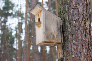 Nesting box on a tree