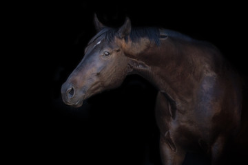 Naklejka na ściany i meble Horse portrait isolated on black background
