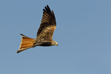 Adlult of Red kite fying. Milvus milvus.