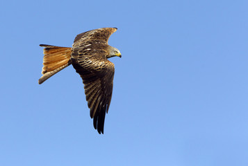 Adlult of Red kite fying. Milvus milvus.