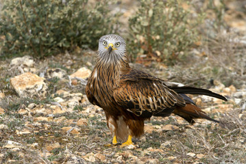Adult of Red kite. Milvus milvus.
