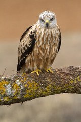 Adult of Red kite. Milvus milvus.