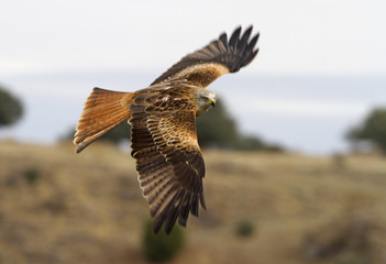 Adlult of Red kite fying. Milvus milvus.