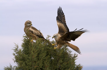 Young of Red kite fying. Milvus milvus.