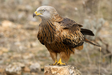 Fototapeta premium Adult of Red kite. Milvus milvus.