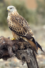 Adult of Red kite. Milvus milvus.