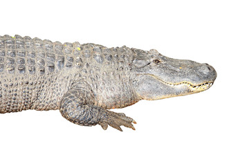 Obraz premium Crocodile on white background