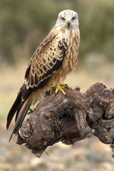 Adult of Red kite. Milvus milvus.