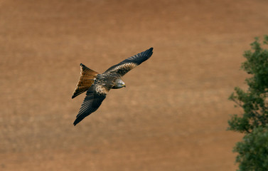 Adlult of Red kite fying. Milvus milvus.