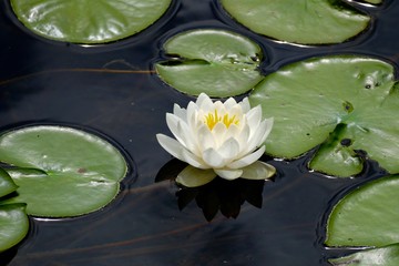 water lilly