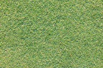 Fototapeta premium Real green grass background texture in the bright morning