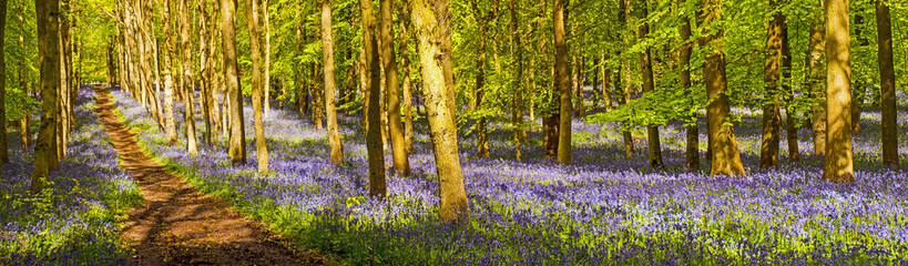 Uk - Bluebells in Spring