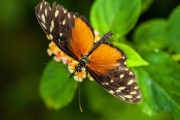 Papillon Heliconius hecale sur une fleur
