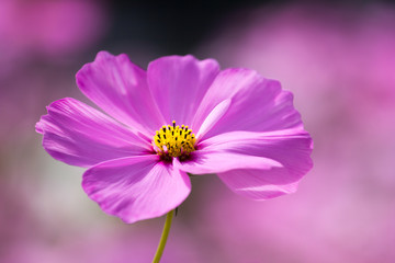 Obraz premium closeup pink cosmos flower