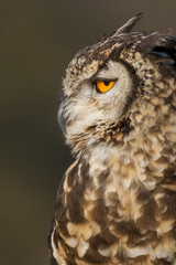 Spotted eagle-owl or eagle owl (Bubo africanus). KwaZulu Natal Midlands. South Africa