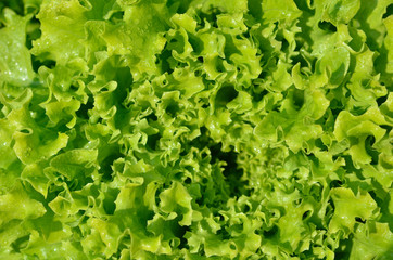 The head of green lettuce
