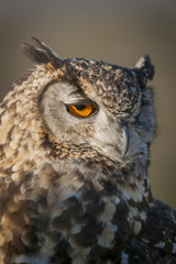 Spotted eagle-owl or eagle owl (Bubo africanus). KwaZulu Natal Midlands. South Africa