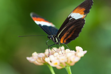Fototapeta premium Papillon Heliconius erato sur une feuille