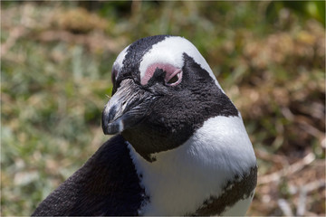 Close-up of black and white African Penguin snoozing