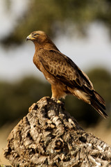 Adult male of Booted eagle. dark morph . Aquila pennata