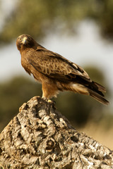 Adult male of Booted eagle. dark morph . Aquila pennata