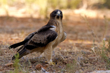 Two-month-old female of Booted eagle. Pale morph. Aquila pennata