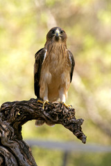 Two-month-old female of Booted eagle. Pale morph. Aquila pennata