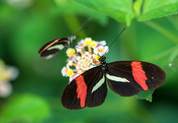 Obraz premium Papilln Heliconius erato sur une feuille 