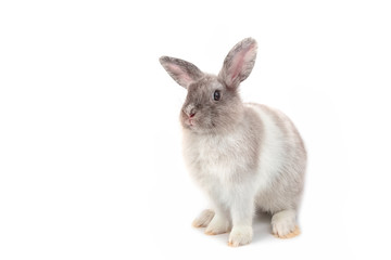 Grey baby rabbit on a white background.