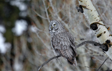 Owl