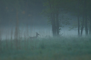 Poranek  © Marcin Zakrzewski