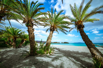 Scenic landscape of palm trees, clouds and tropical beach, Vai, Crete, Greece.