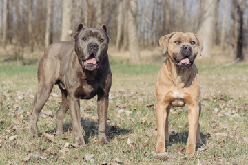 Two Cane Corso dog standing outdoor