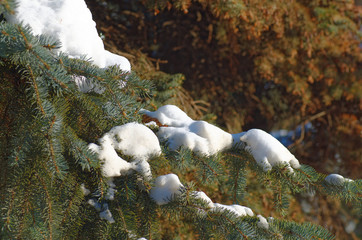 Pine branch cower by snow.