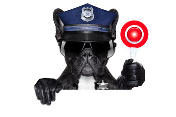 POLICE DOG ON DUTY WITH stop sign and hand , isolated on white blank background, behind black...