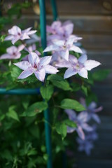 Clematis. 