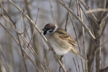 Sparrows on a branch in winter