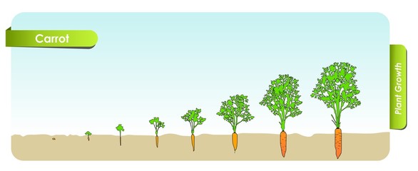 Fototapeta premium Есо Carrot grows from the seed stage plant growing