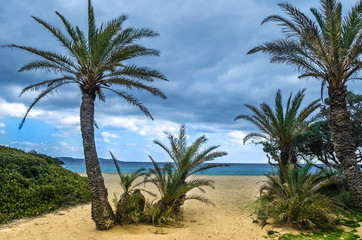 The palm forest of Vai is one of the most popular sights in Crete.It attracts thousands of visitors every year.They come not only for its wonderful palm forest,but also for the amazing sandy beach