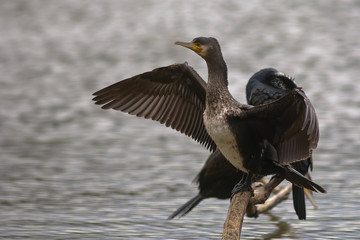 Cormorano (Phalacrocorax carbo) con ali aperte su ramo