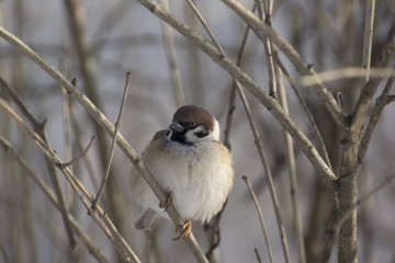 Sparrows on a branch in winter