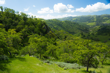 Fototapeta na wymiar A hiking trail winds up a canyon with lush, grassy hills with oak trees and poppies