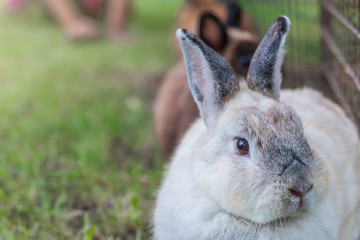 Cute Netherlands dwarf bunny on green grass