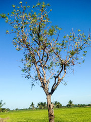 Trees rim rice field and blue sky.
