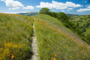 California poppies grow on a lush, grassy hill with oak trees, rocks, and a hiking trail - 134631850