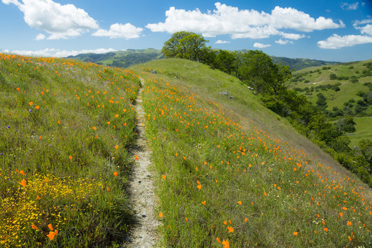 California poppies grow on a lush, grassy hill with oak trees, rocks, and a hiking trail